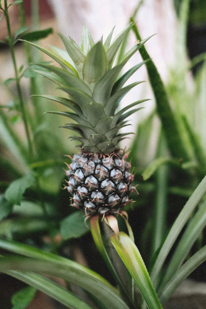 Close-up of a young pineapple growing among lush green leaves in a tropical setting.