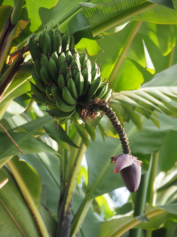 Vibrant plump bananas hanging from lush green leaves in Sipi, Uganda.